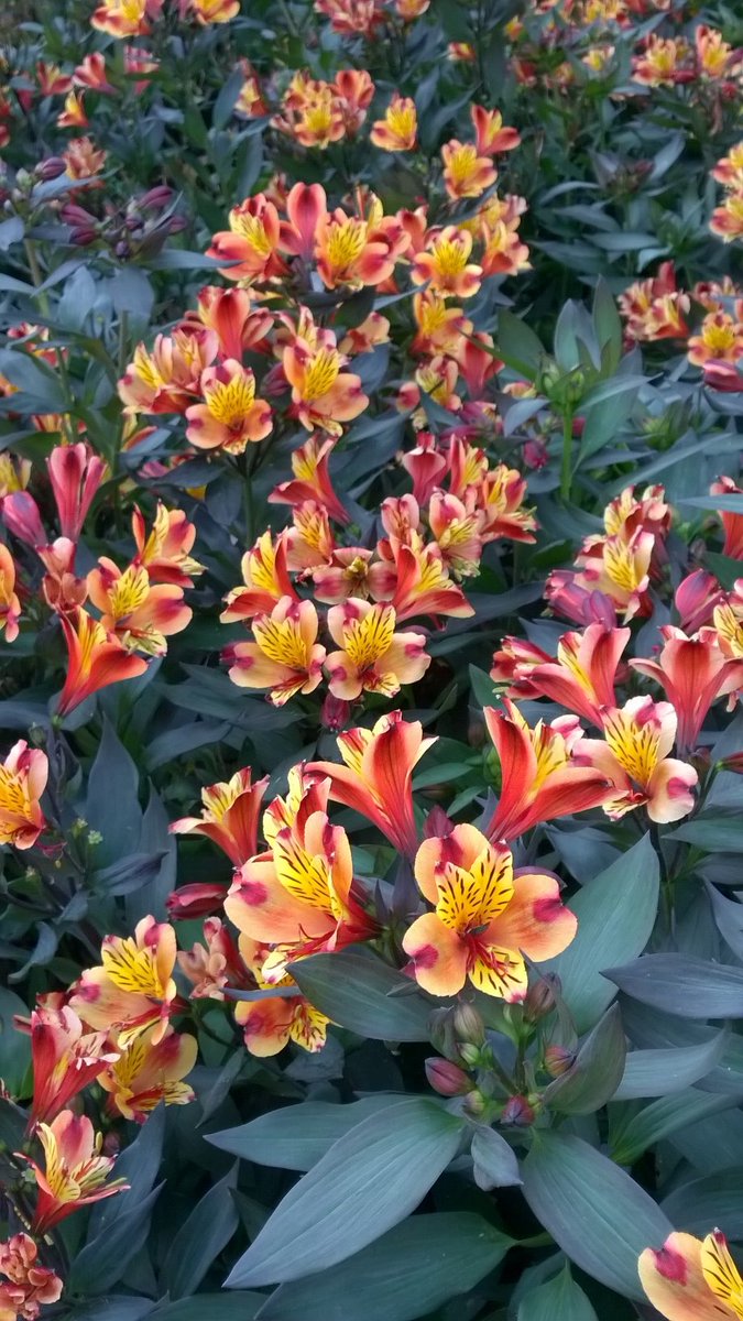 Harvey Stephens tweet media