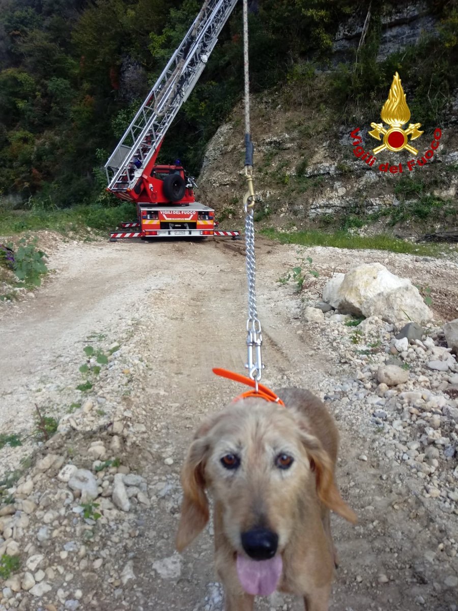vvfveneto's tweet photo. #14ottobre #Castelgomberto(VI), #cane da #caccia rincorre una lepre in una zona impervia sulle colline, risalendo una parete quasi verticale di oltre 20 metri rimanendo però bloccato in alto su un masso: salvato dai #vigilidelfuoco con l'#autoscala #salvataggiquotidiani https://t.co/mPouACONGP
