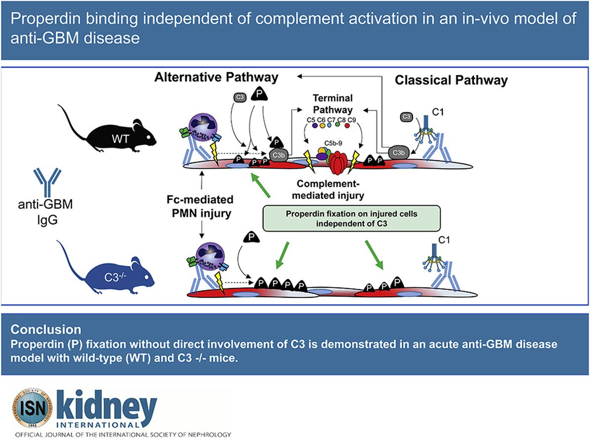 Kidney_Int's tweet image. #GraphicalAbstract
doi.org/10.1016/j.kint…
@LUMC_Leiden #properdin