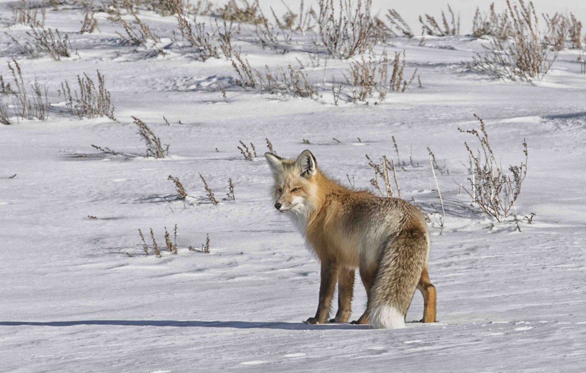 getOutly's tweet photo. "When snow falls, nature listens." -Antoinette van Kleef
pic: @ROSEMFRY
#firstsnow #snow #lovesnow #nosuchthingasbadweather #nature #naturephotography #wildlife #wildlifephotography #fox #redfox #listen #getoutdoors #greatoutdoors #getoutside #lovelifeoutside #goexplore #outly https://t.co/G6V3tSqquv