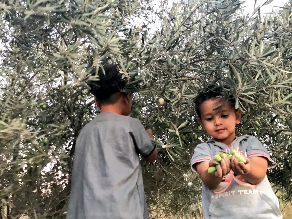 MuhammadSmiry's tweet photo. Palestinian children picking olives in Gaza. Ma Sha' Allah 💜 https://t.co/Qzf6s8W7r8