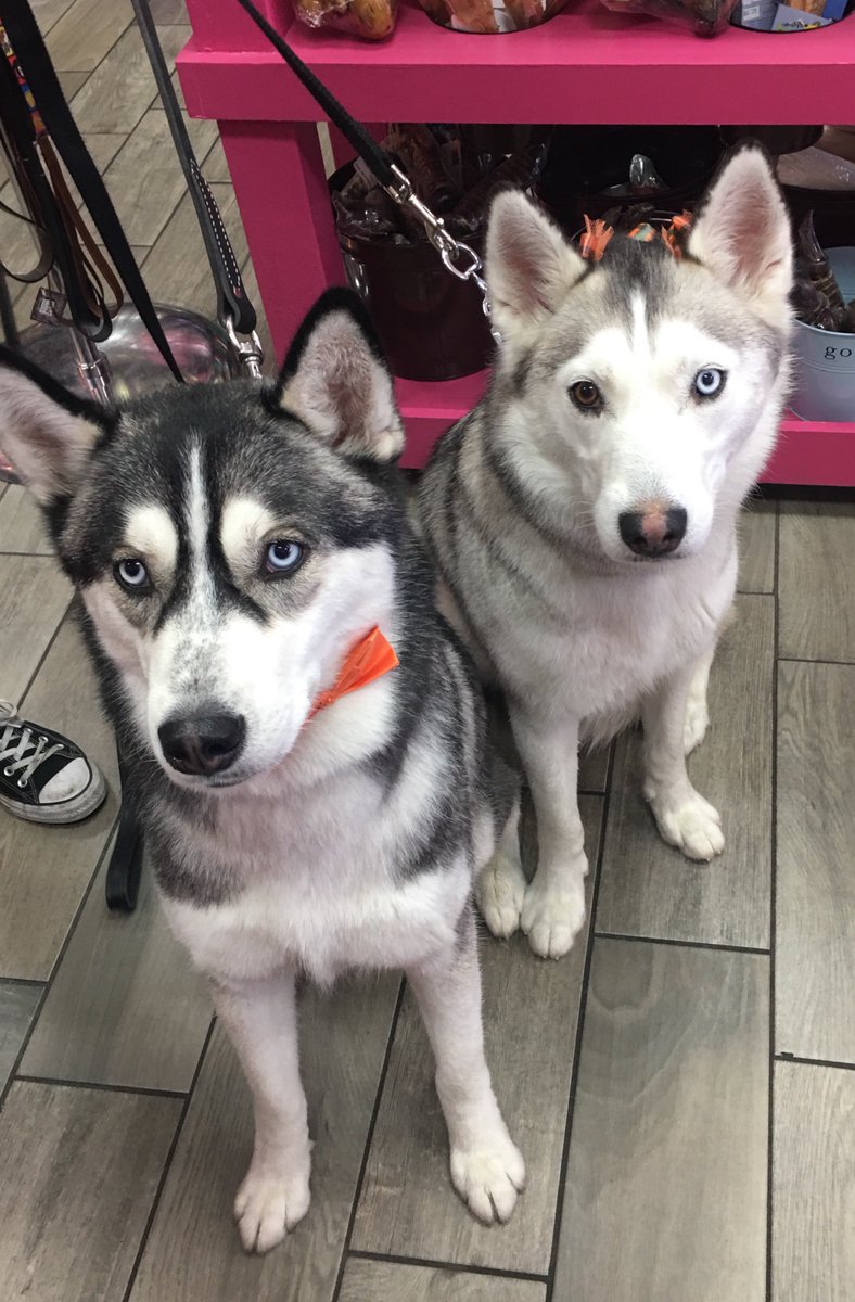 WoofGangLV's tweet photo. Tame the hairy beast! Schedule a De-Shed Treatment today and rid your pup of unwanted hair this holiday season! #huskymade #huskeylove #huskeyworld #deshedding #huskeymax #huskeysasha #deshedyourpet #unwantedhair #grooming #hiarcontrol #bestinvegas #bestgrooms #LV #hendersonwgb https://t.co/1N53HL5HDg