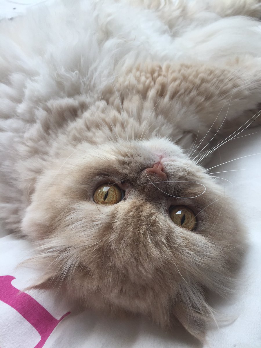 laucnjh's tweet photo. Mon chat et sa tête plate <3 https://t.co/GjhyAi7orl