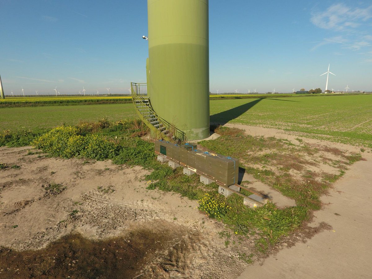 Deflevobij's tweet image. Een paar weken geleden hebben we een aantal volken bij de groenbemesters op Harrysfarm neergezet. Deze volken konden nog wel wat extra nectar gebruiken voor de winter. 
In de omgeving bloeit Gele Mosterd, Bladrammenas en Phacelia. 
De dames zijn er druk mee!