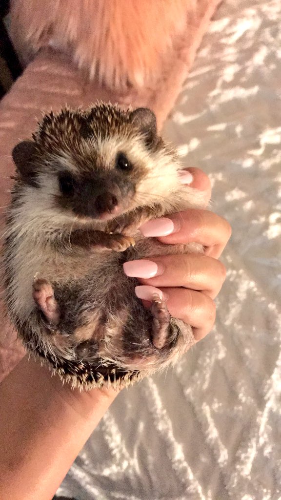 OfficialPumpky's tweet photo. It’s almost this sweet baby’s FIRST BIRTHDAY 🎃😍🦔 #proudmama https://t.co/K81Cw20GqM
