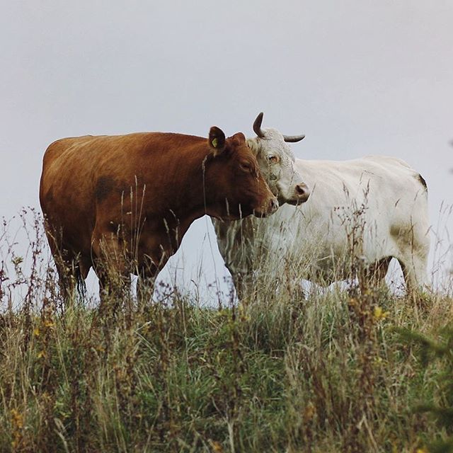 ivyoak's tweet photo. Best friends 🐮🐮 #country_features #rsa_country #mextures #rsa_mextures #raw_country #cows #kuer #cowsofinstagram #renegade_rural #pocket_farms #animal_sultans #rural_love #folkgreen #animal_captures #animal_fanatics #animal_bestshots #animalsofinstag… https://t.co/mtOmkQY9Y0 https://t.co/HaeKL0mCQJ