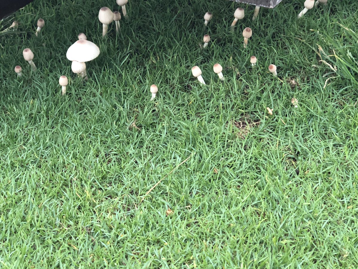 frankc10's tweet photo. Early morning Maui walk with Zoey exploding flora and fauna! https://t.co/aDZ4jBepV9