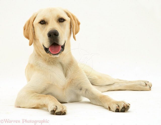 pathfinderssar's tweet photo. Labrador Retriever dog part 1 https://t.co/5hItLDChV2 https://t.co/n2wit1J6hv