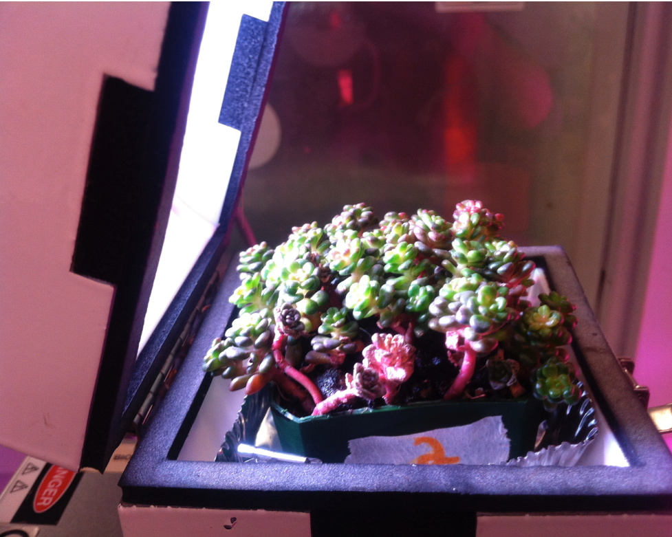 humans_MUNBIOL's tweet photo. (7/12) At VIU I did a directed study on the photo-inhibition of green roof plants (Sedum spp) using @LICOR_ENV we measured CO2 flux at different soil moistures; CAM (dry) and C3 (wet) = photosynthetic pathway switching; plus we did a mass balance carbon-phenology exp #PlantsRCool https://t.co/1yXR7vFS2L