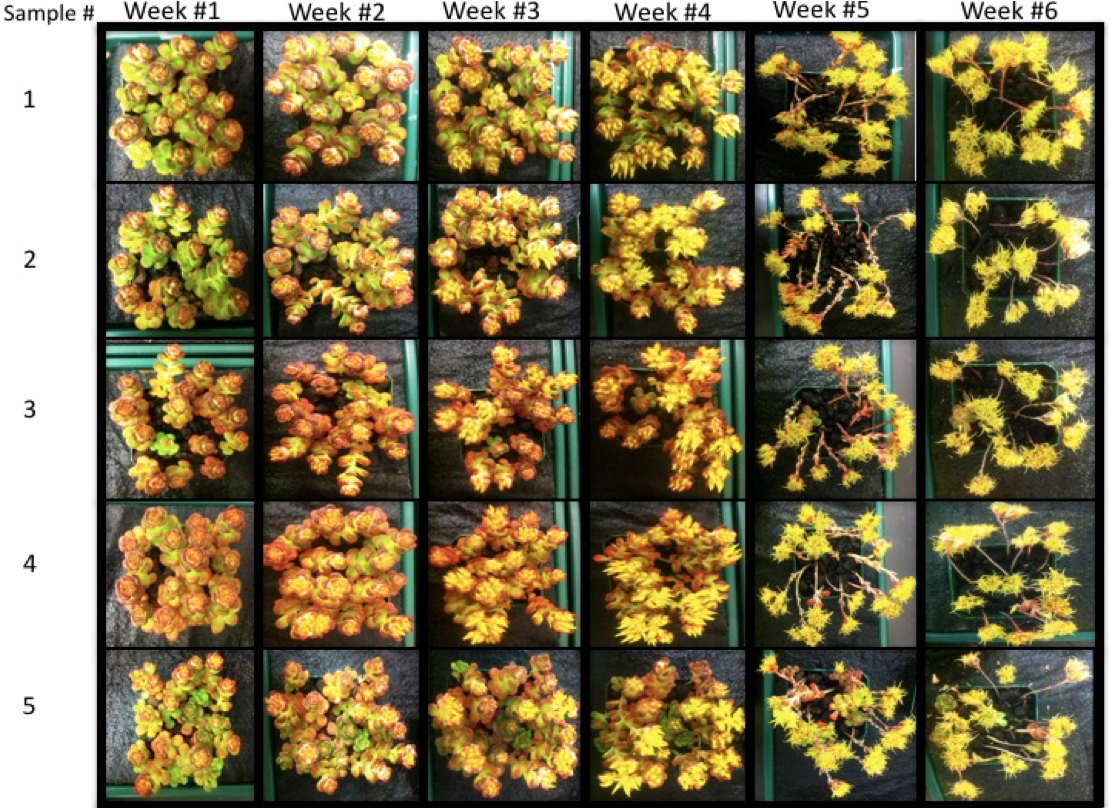 humans_MUNBIOL's tweet photo. (7/12) At VIU I did a directed study on the photo-inhibition of green roof plants (Sedum spp) using @LICOR_ENV we measured CO2 flux at different soil moistures; CAM (dry) and C3 (wet) = photosynthetic pathway switching; plus we did a mass balance carbon-phenology exp #PlantsRCool https://t.co/1yXR7vFS2L