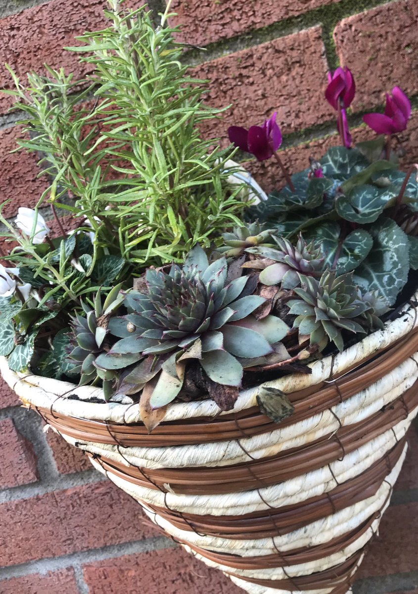 fiona_herriot's tweet photo. Autumn wall planters #rosemary #trailingivy #cyclamen #succulents https://t.co/x8fgBQZiuP