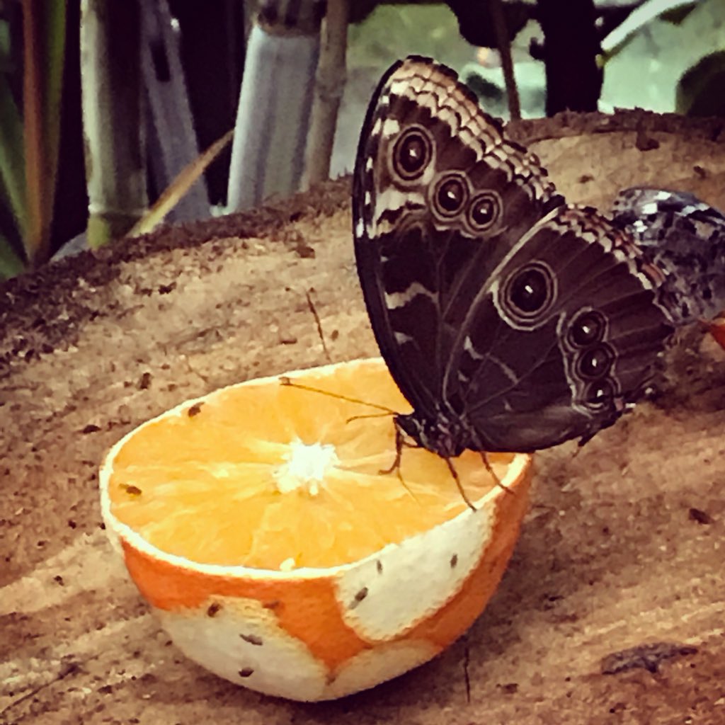 ShepsofHarpo's tweet image. Much fun @BombaySapphireB distillery #bombaydistillery