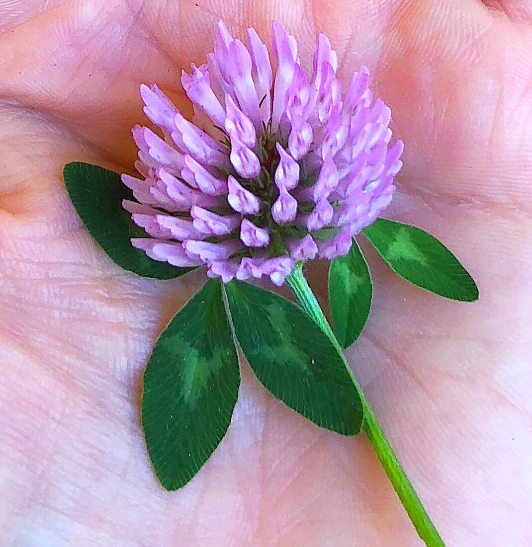 ArganicSkinCare's tweet photo. #Trifoglio. Una #pianta magica, non solo bella ma davvero meravigliosa, ricca di #proprietà contro il malessere generale. Scopritela.
#eniatarino #xarismania #molécoles #salute #natura #verdebio #donidellanatura #skincare https://t.co/7GcY5alth0