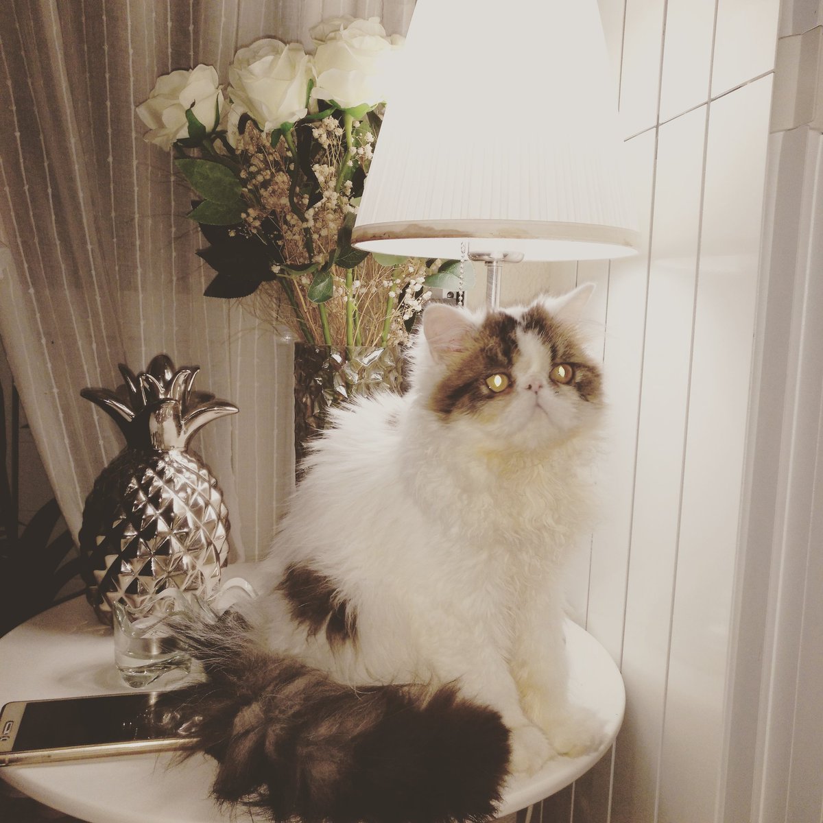 RocioVQ's tweet photo. 🐈😍 William 🐱 https://t.co/OnJ8SQYKoi
