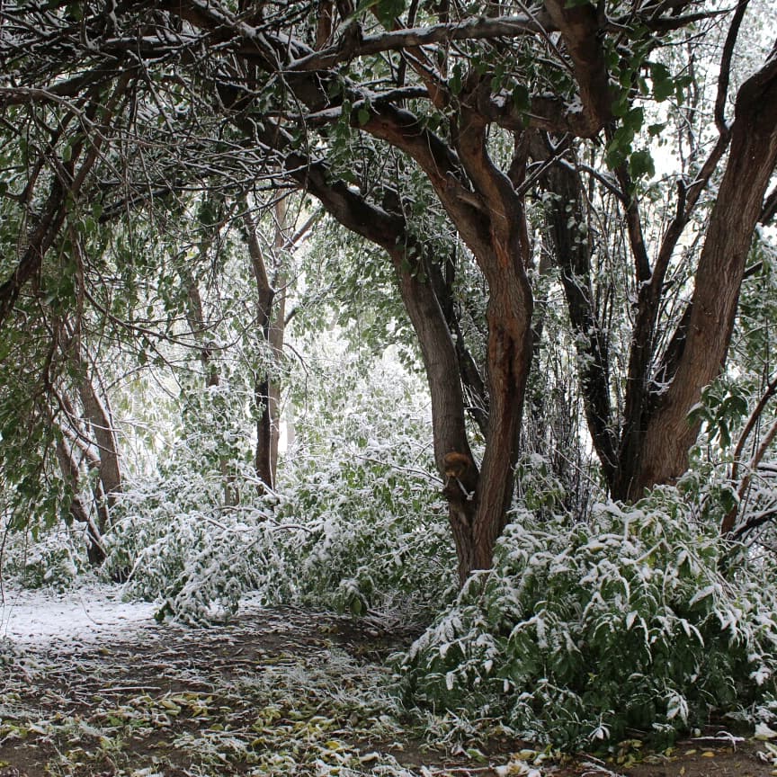 nsmack98_n's tweet image. Fucking #snowinoctober but I got to try my new camera outside and the photos are beautiful. So that's something. #photography #snowpics #canont6