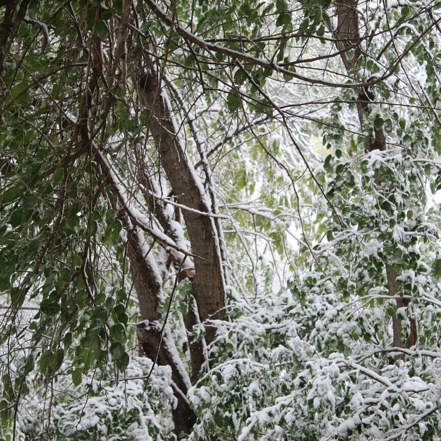 nsmack98_n's tweet image. Fucking #snowinoctober but I got to try my new camera outside and the photos are beautiful. So that's something. #photography #snowpics #canont6