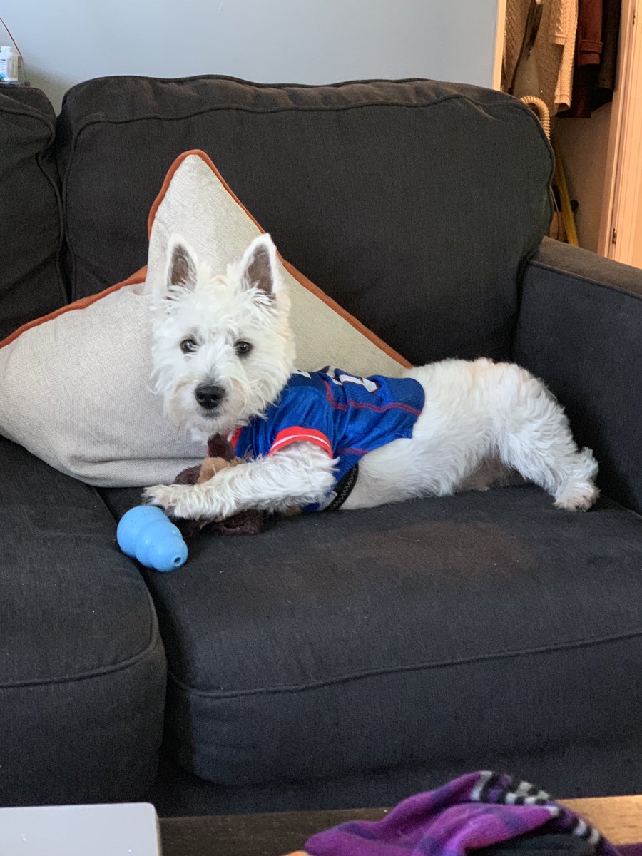 PatKennedy10's tweet photo. Hi @buffalobills. Lifelong Bills fan here. This is Oliver. He's eight months old and, sure, he barks at squirrels as a hobby. But I bet he can play QB better than Peterman. He also comes with his own Bills jersey (see pic), which saves money. Let me know if you're interested. https://t.co/udfvoyNea6