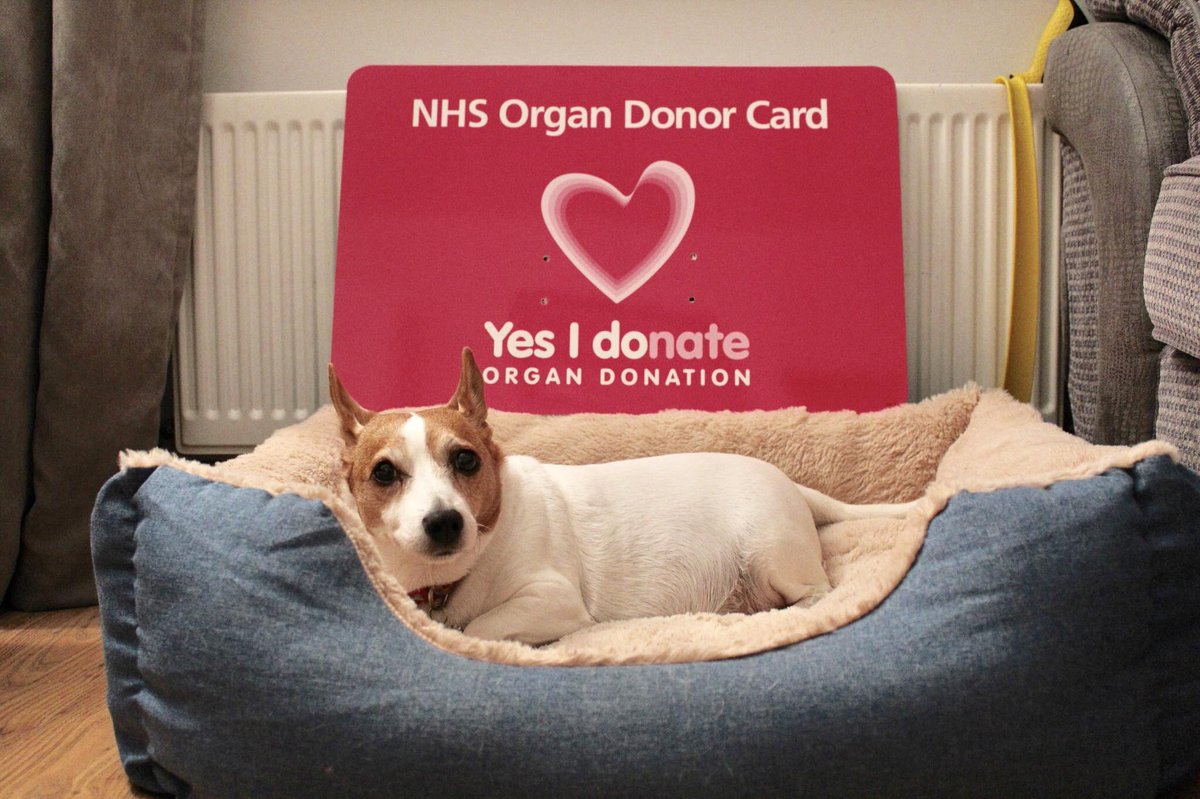 JynxyPie's tweet photo. I support #OrganDonation because without it my Dad would need to be on Dialysis again @NHSOrganDonor @kidneycareuk @share_wishes @GMKINet @HOPE_KPA #OrganDonationSavesLives #WordsSaveLives #SignUpThenSpeakUp oh and the other one is @MissE_History dog Drogo #jackrussellsoftwitter https://t.co/JtAQiLJLZU