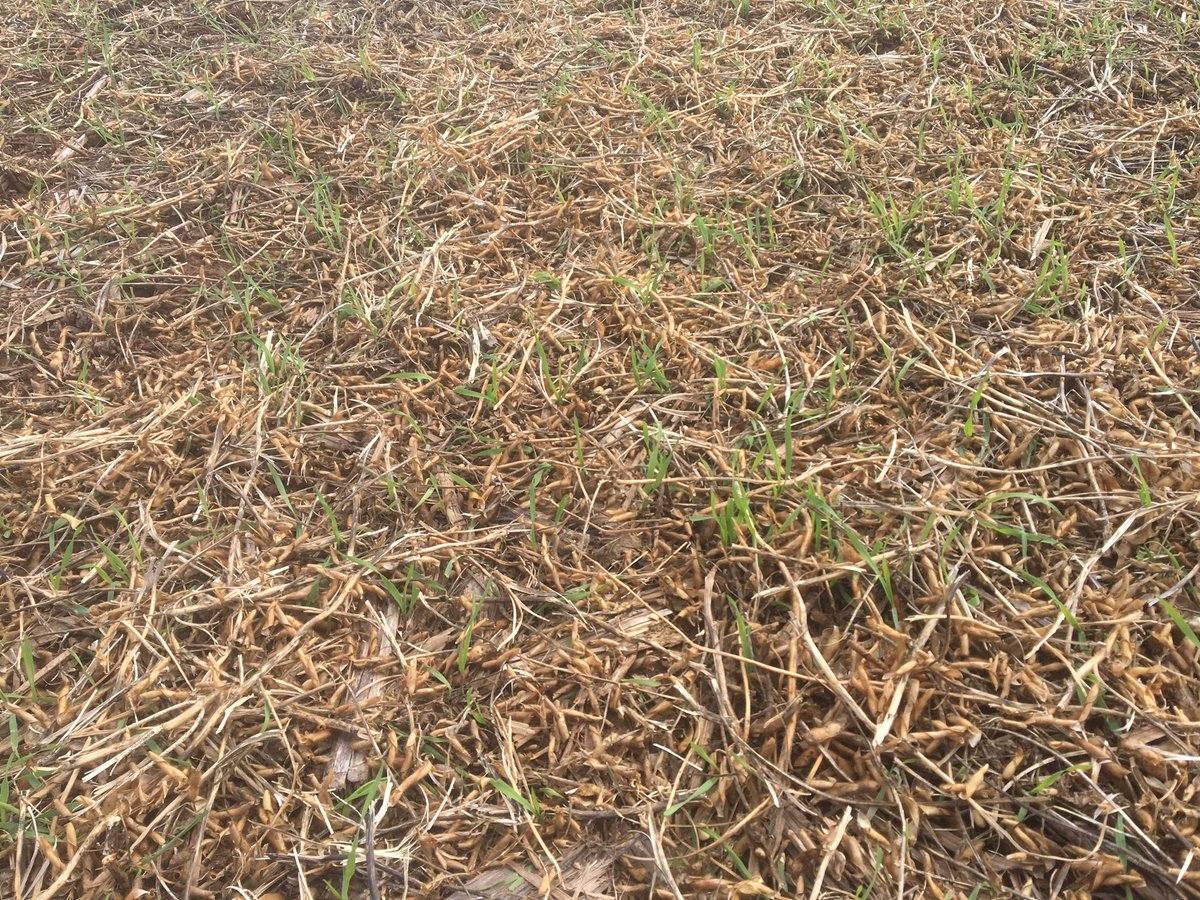 Good catch of rye seeded before harvest #covercrops
