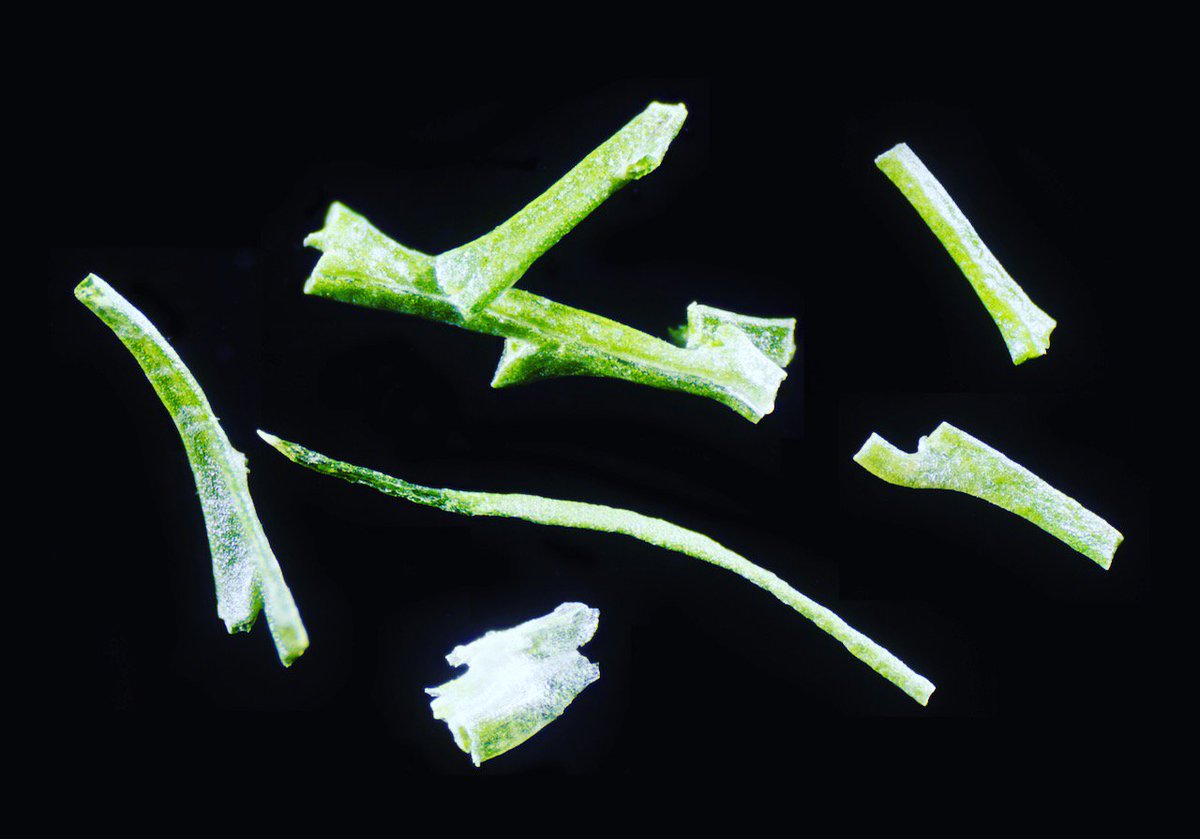 Revisiting Dill, this time with better lighting and a more careful merge!