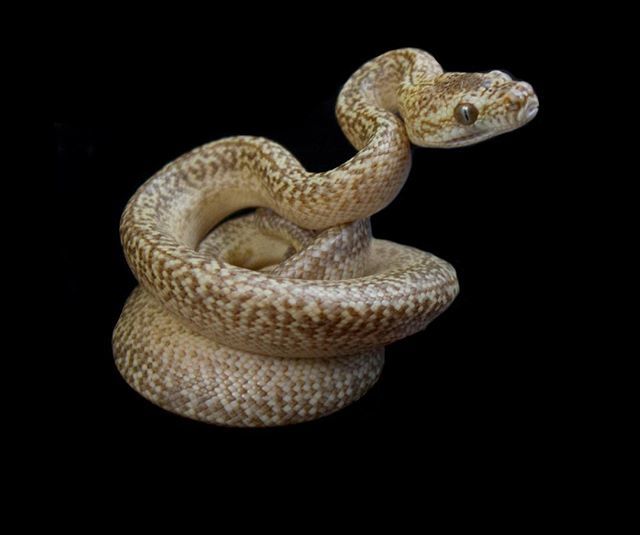 EBMorelia's tweet image. Last chance to stop by and see us at NARBC @ Tinley Park. #carpetpythonmorph #pythonsofinstagram #ebmorelia #narbctinley #carpetpythonsofinstagram ift.tt/2PxHfmd
