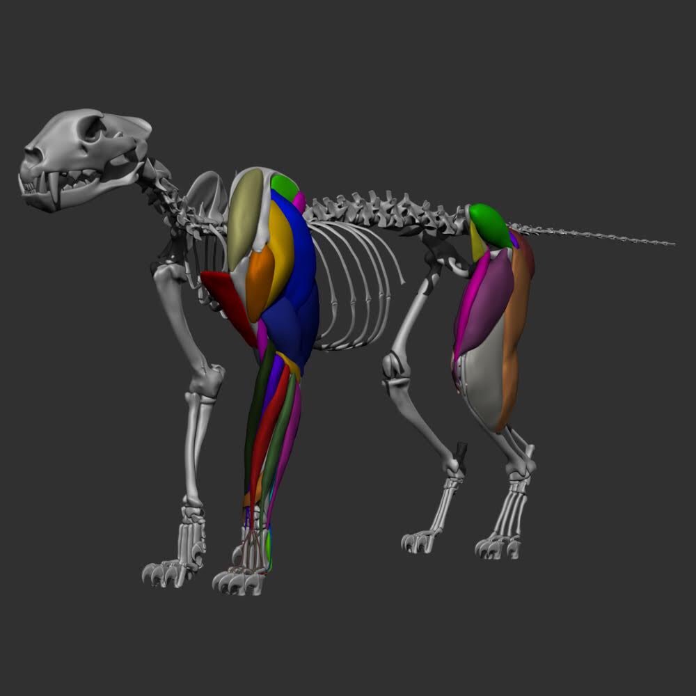 Panther Anatomy - Anatomy Diagram Book