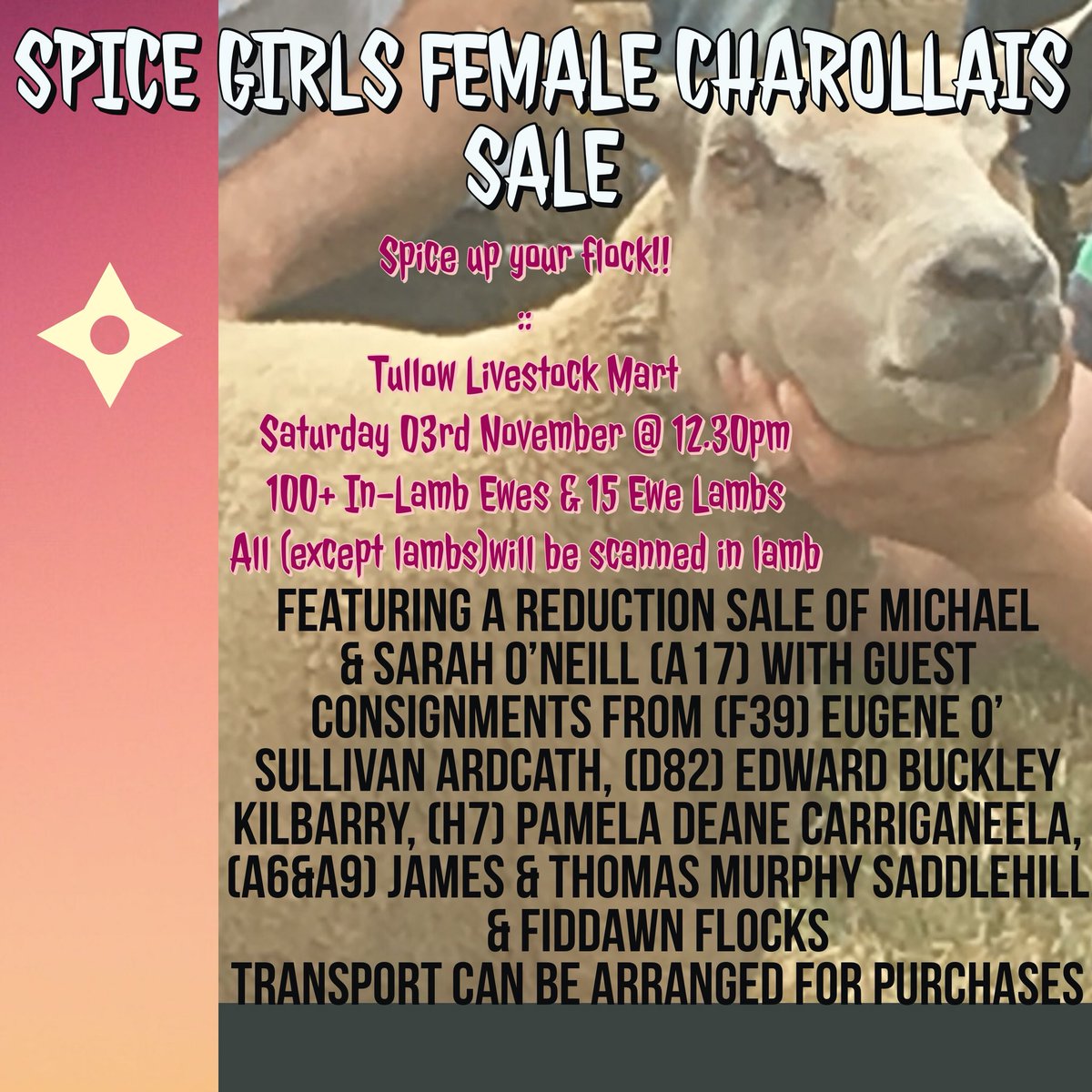 Irish Charollais Sheep Society tweet media