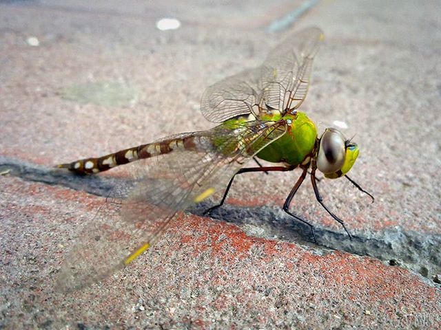 esvegateban's tweet photo. Talismán.
#dragonfly #libelula #insect #insectophobia #insectophilia #totem #amulet #talisman https://t.co/dylcsSGEGw https://t.co/dPGhzg1o2W
