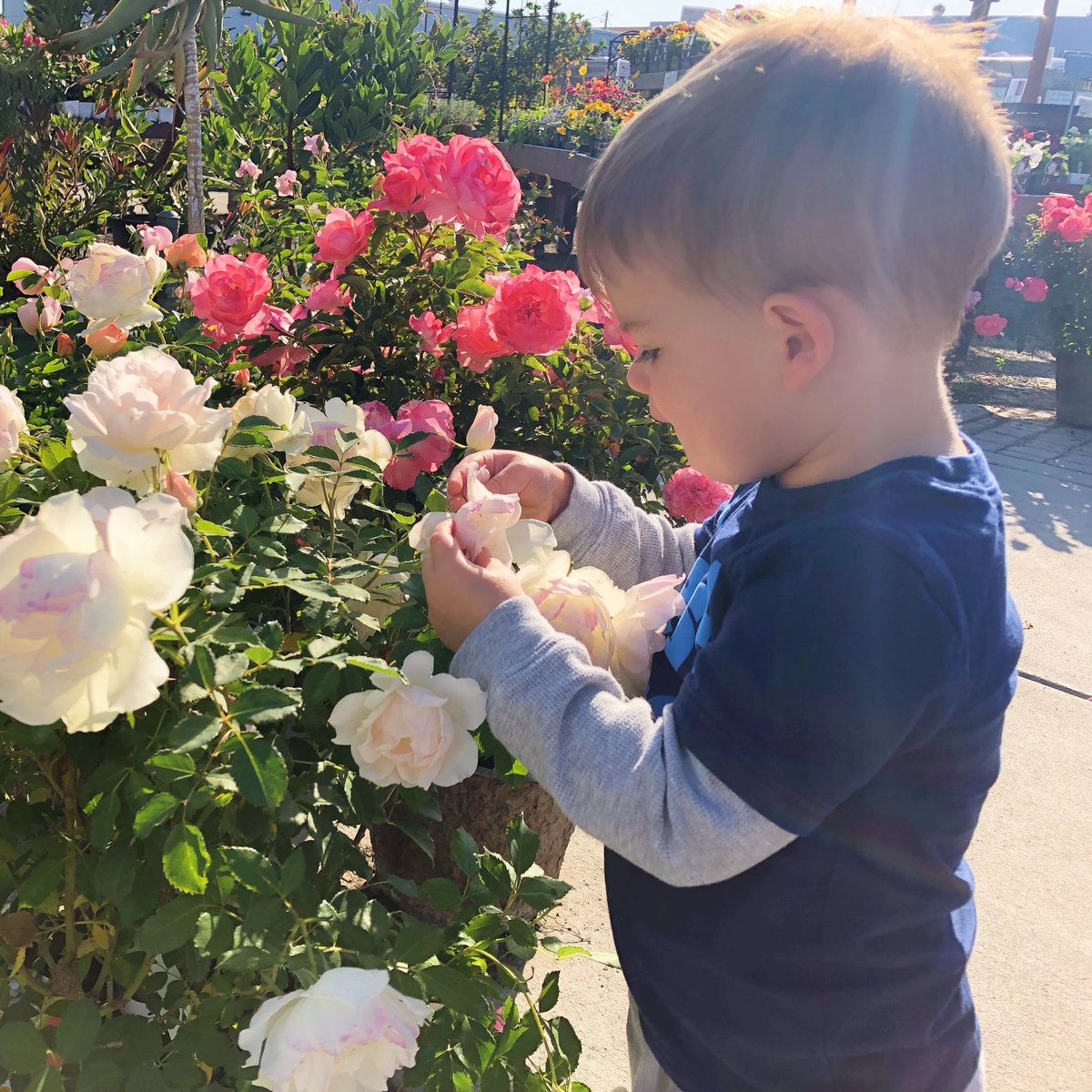 KatieUtehs's tweet photo. Stopping to smell the roses 🌹 on this beautiful Sunday. Hope you’re enjoying the sunshine ☀️ #OtisOut #SundayFunday https://t.co/vGY9RZKnwP