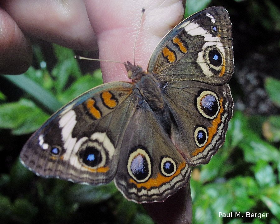 pmberger's tweet photo. #ButterflyOfTheDay!  Buckeye  #AMNH https://t.co/Azv63KpMtg