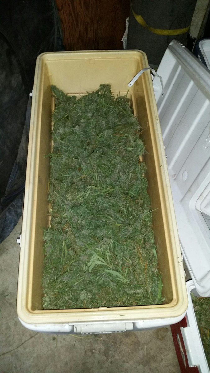 TulareSheriff's tweet photo. Detectives Find Bags of Pot in Baby’s Crib, Honey Oil Lab & Stolen Property at Dinuba Home https://t.co/0sGOc0b6ZR #TulareCounty #tularecountysheriff #marijuanabust #potbust #childendangerment #marijuana https://t.co/03FByffG5c