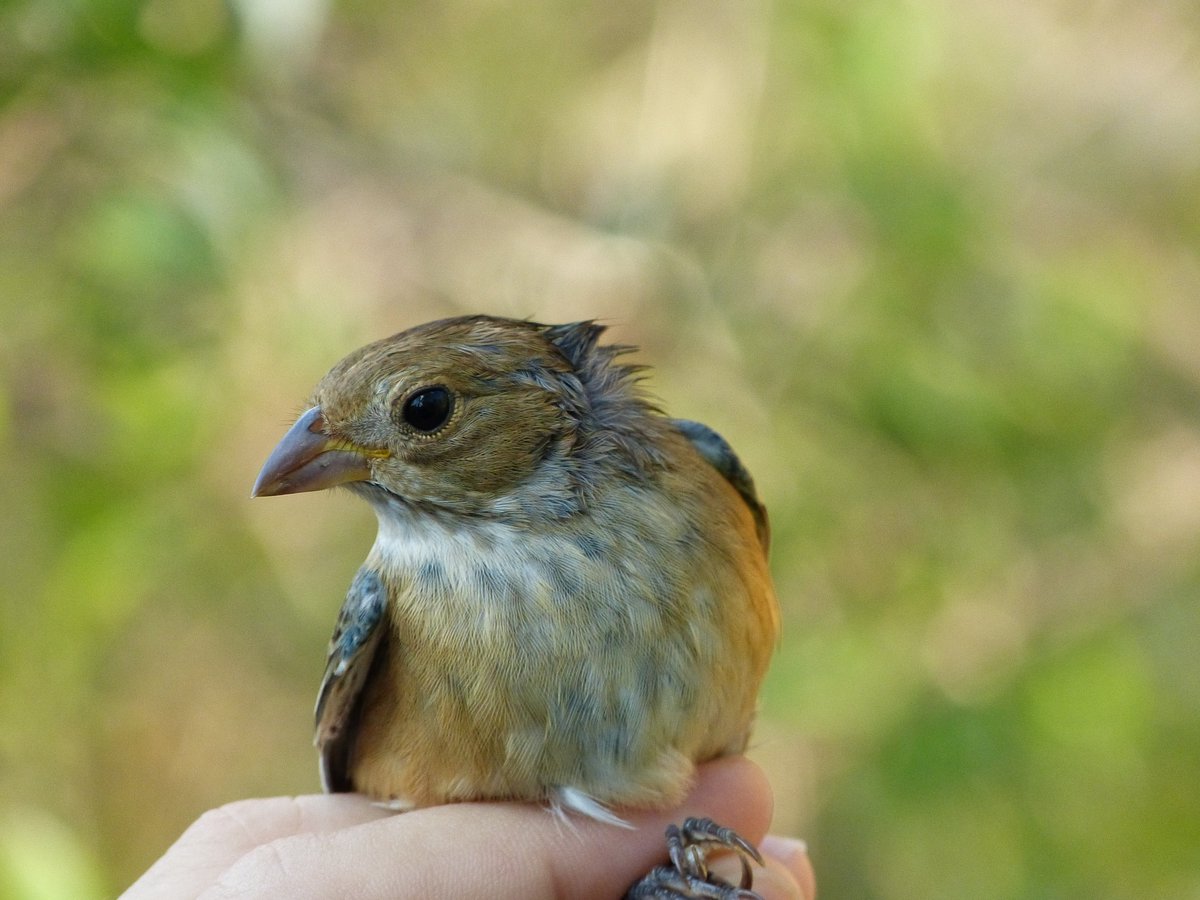 tropicalaudubon's tweet photo. This Indigo Bunting was a crowd-pleaser at our bird walk @CapeFLStatePark today. TAS field trip leader Robin Diaz took birders by the Cape Florida Banding Station where volunteers band & release birds for science. #tasbirding https://t.co/SUJ9WHX7AO