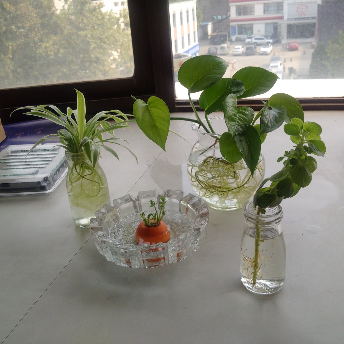 ট ইট র 如月中天 植物的生命力真是超顽强的 大部分还活着 鸭脚木没活 碰碰香实在太惨我扔了去同事那里掰了截新的 又在路边当采草大盗采了一些不知道名字的