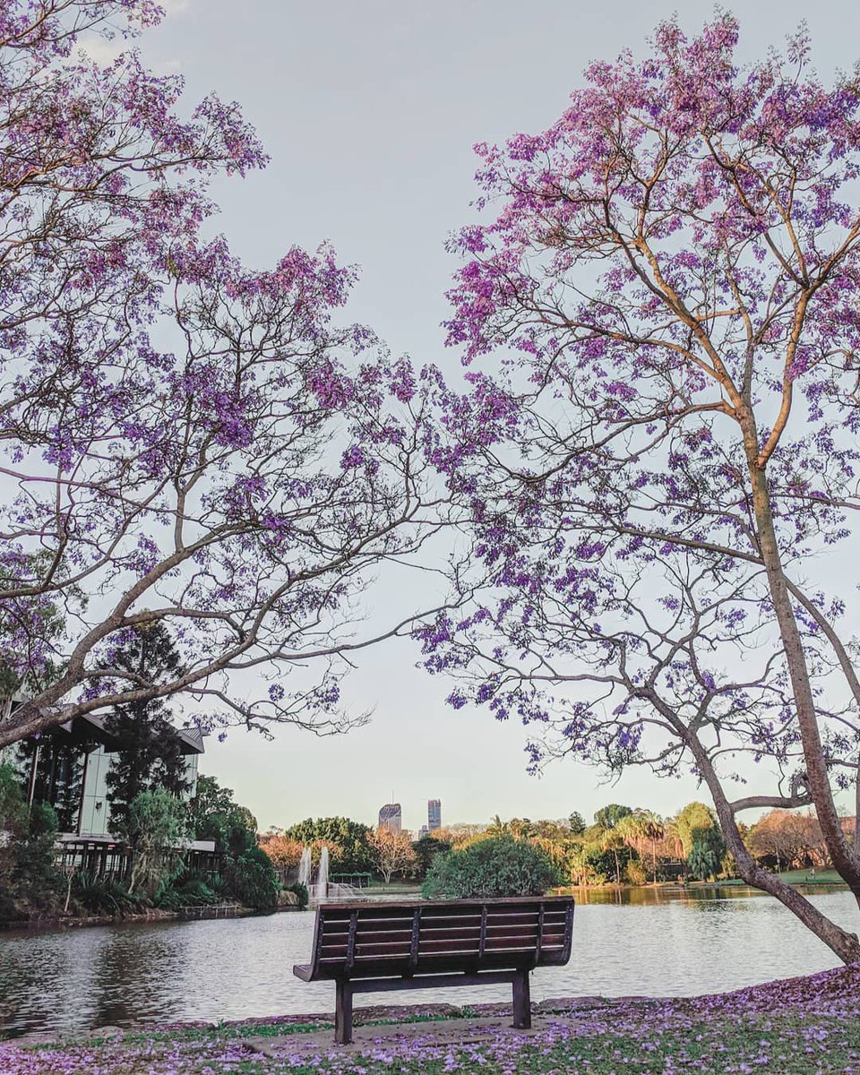 visitbrisbane's tweet image. Chase the purple rain as it's officially jacaranda season in Brisbane 😍💜 

Check out all the best spots to find blooming jacarandas in Brisbane 👉 bit.ly/JacarandaHotsp…

 📷 @.thecountshakula #brisbaneanyday #thisisbrisbane