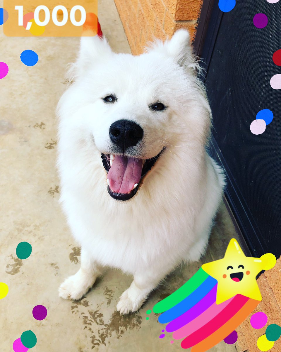 HuxleySamoyed's tweet photo. Dear Diary: Day 178. My face when my Human told me I’d reached 1,000 followers on Insta 🤩 Thanks so much for the ❤️ Friends! 🐾
#1000 #followers #friends #instadog #pagaentlife #showdogs #showdoglife #ahzupuppies #ahzusamoyeds #samoyeds #samoyedpuppy #samoyedsofinsta https://t.co/yq5olwwAGF