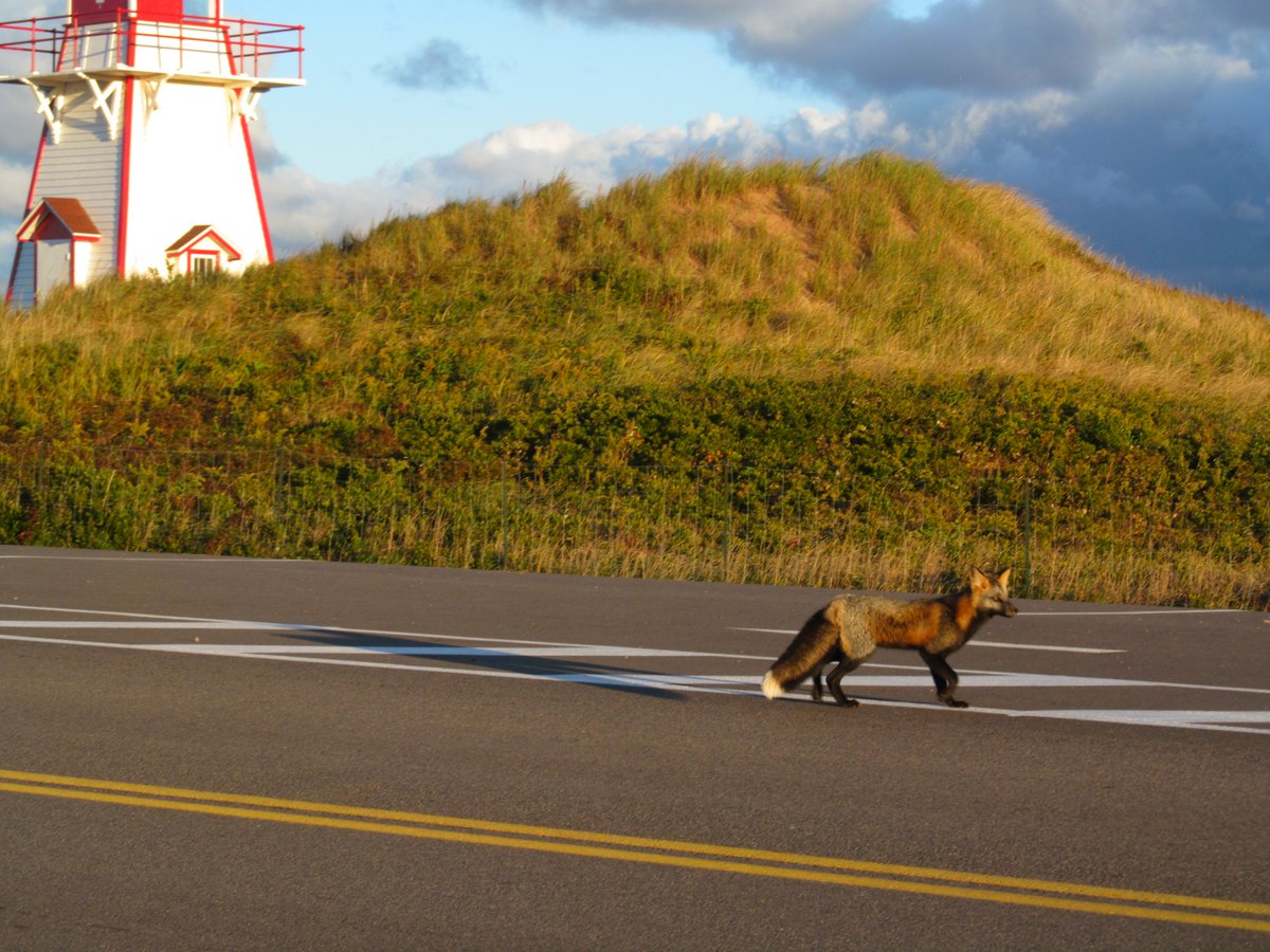 thejypsy's tweet photo. @PEIMarathon Meanwhile, at 8:03am in #Covehead ..... "did someone say "pace bunnies"?! #PEI #Foxy #RunningBandit #NoChipNoTime https://t.co/BbIOthzRcg