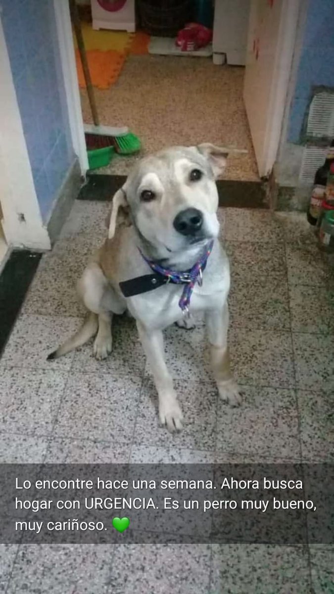 animalucha93's tweet photo. Tránsito o adopción #URGENTE para Milo!! Lo encontraron en Pque Chacabuco. Es un perro muy bueno, muy cariñoso. Se lleva bien con otros perros. Por favor difundir!! Gracias🐾

CONTACTO
Anita 1131549802

@refuasis @anitateatro @Van_Saskia @proyectogalgoar @mcg1465 @ArqueroSinManos https://t.co/eSawRzMOaz