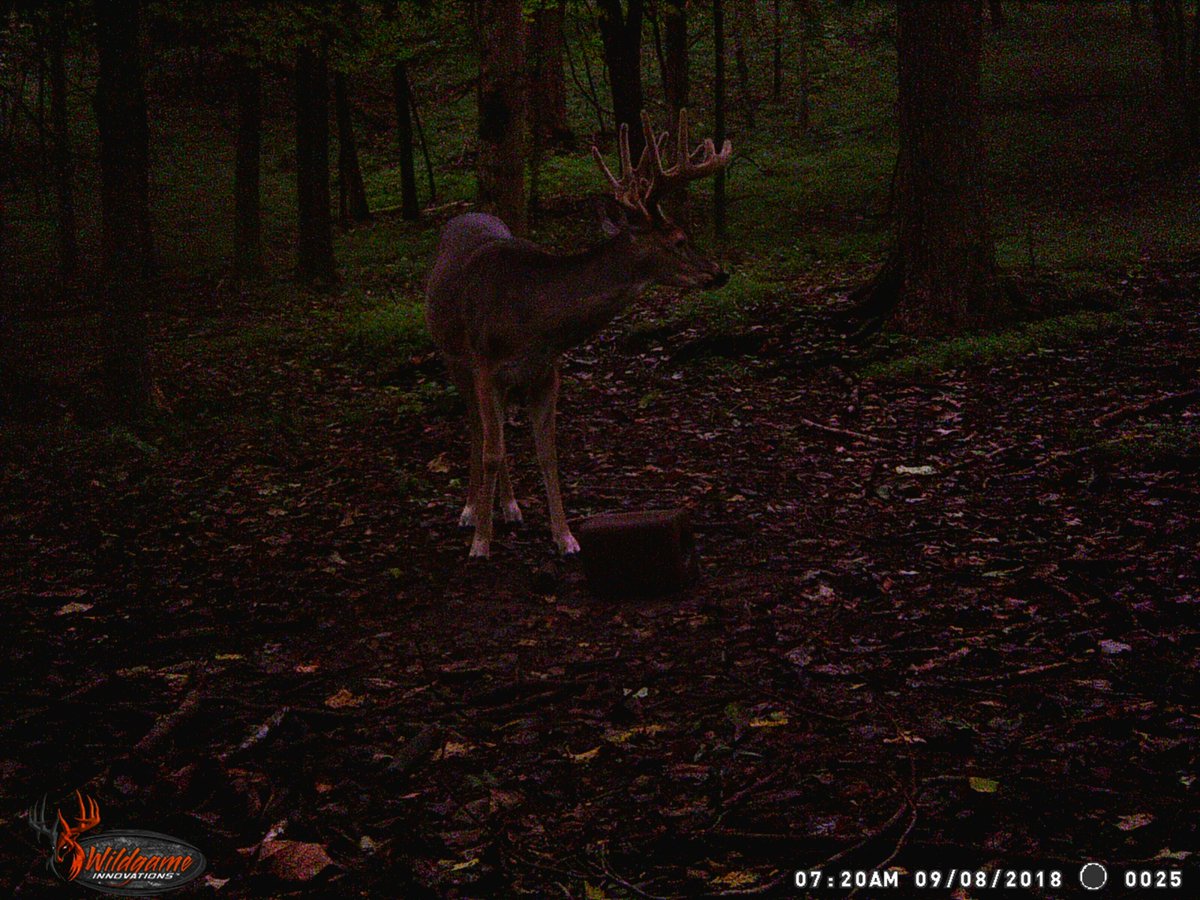 There are some good deer on this place. We have not done a great job with managing the cameras on this farm, but the deer are there.
