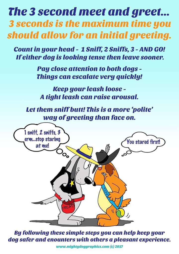 #protectyourdog #happydog #meetandgreet #threesecondrule #dogtrainingtips