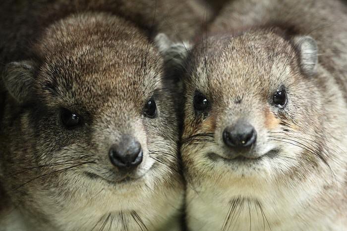 Twitter पर 珍しい動物達 ハイラックス 体型がややタヌキに似るところからイワダヌキとも呼ばれている 集団で体を密着させながら日光浴をする動物だそうです