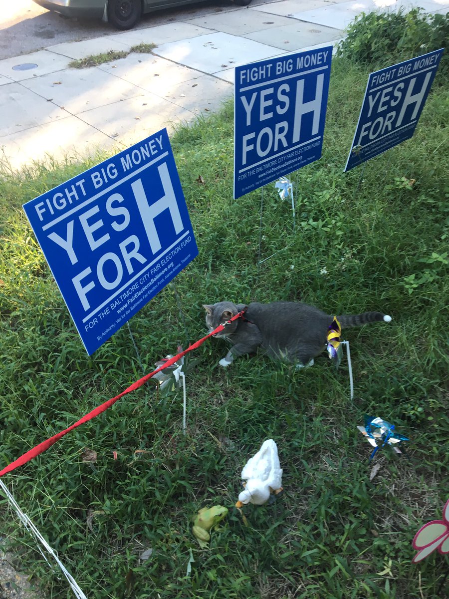 BeccaBmore's tweet image. Our cat went outside for the 1st time on a harness! First thing he did was ask about #QuestionH for a #fairelectionfund on the Baltimore City Ballot. I’ve often heard organizing be compared to “herding cats” but now it’s for real 😽😂 #yesforH @BmoreFairElex