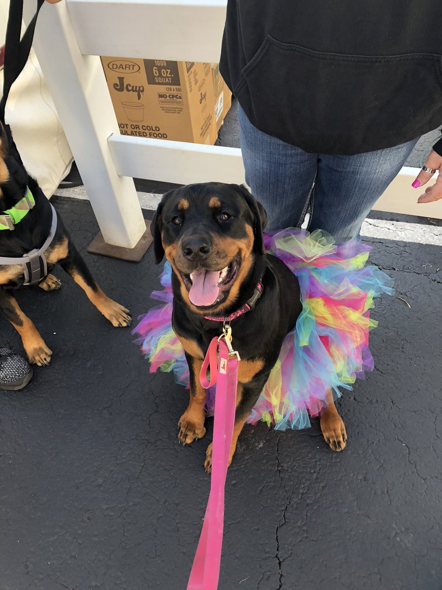 mersa0107's tweet photo. Cora Belle went to Applebutter today and enjoyed all her love she got from everyone! I love being your dog mama! 💕🐶 https://t.co/DnvSpjCxN5