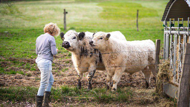 HRGreenwich's tweet photo. Celebrate the #harvest season with old-fashioned fun at Jones Family Farms. Pick the perfect pumpkin, go on a tractor-drawn hayride, and meet farm animals. Shop the Market Yard for fall flowers, crisp apples, and colorful gourds. #HyattRegencyGreenwi https://t.co/9uOkM3SVmQ https://t.co/Sxw2milGeL