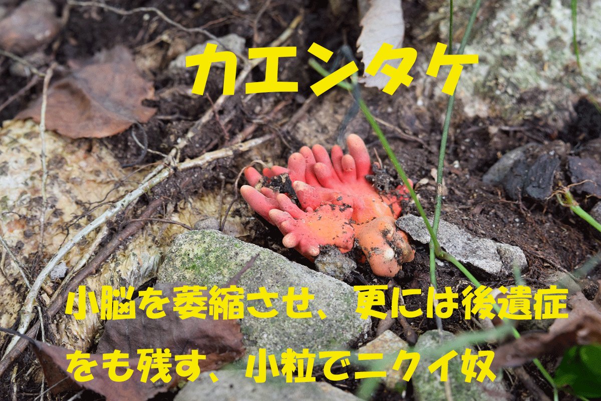 三和交通 東京 荒川区 Kmグループ Twitter પર そうなんですよね 遭難や 最近ではクマによる被害も増えていますよねʕ ᴥ ʔ