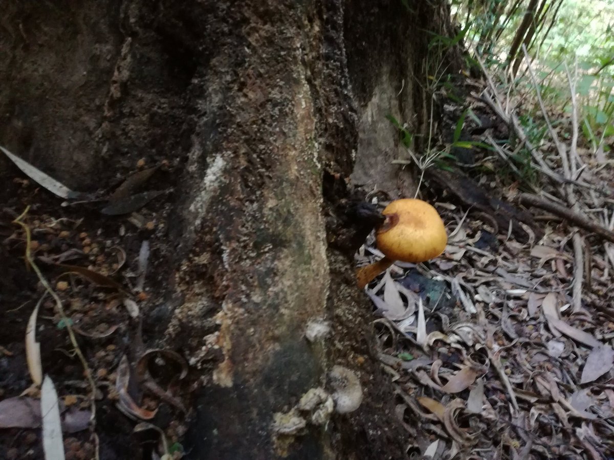 Disfrutando de la belleza del Parque Pedro del Río Zañartu en #hualpen. Con su museo y laberinto, muy cerca de la desembocadura del río Biobío.
100% Recomendado 👌