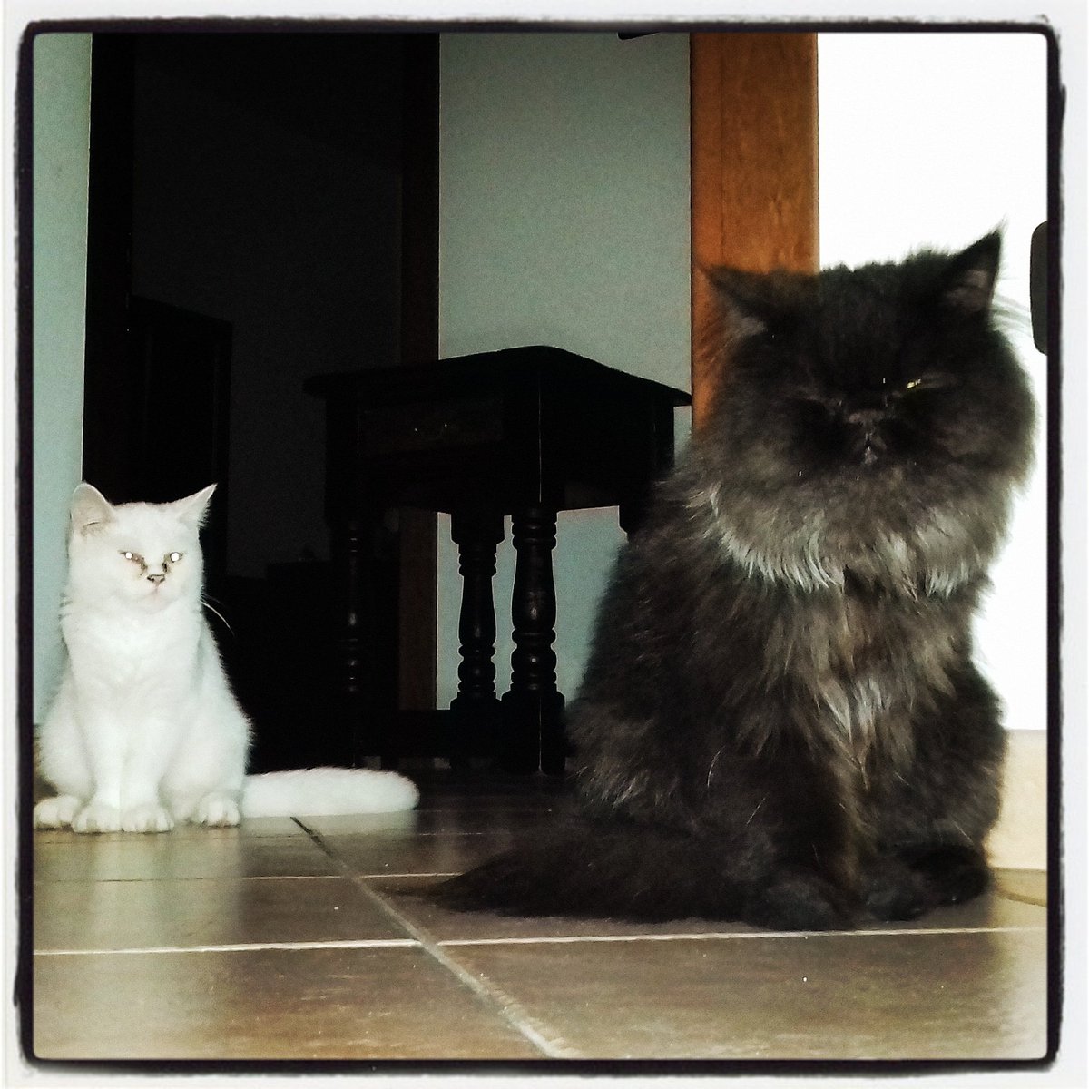 LucyLucilla's tweet photo. Stessa posizione... stessa attesa! È pronta la pappa??? #gattipersiani #fame #amicipelosi #amiciaquattrozampe #amoreincondizionato #blackandwhite #biancoenero #amoimieigatti https://t.co/3yfhzij5D0