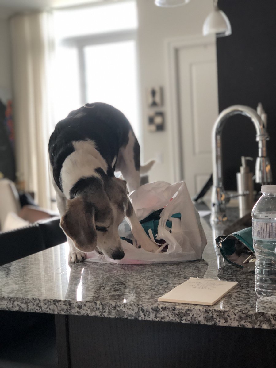 Jane_Lockhart's tweet photo. What do you mean this @HomeSenseCanada bag isn't for me? #ohbaxter https://t.co/lTqLHqfY09