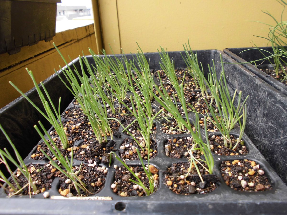 うさ 12 13 いつもはプランター土は根っこを丁寧に取り除くのですが 土の乾燥が進まないしバーナーで焼いてみたんです その後 鶏糞 有機石灰 化成肥料を入れました 再度 残った根っこを適当に焼いてからボカシ 牛糞堆肥 チップ堆肥を入れて一応