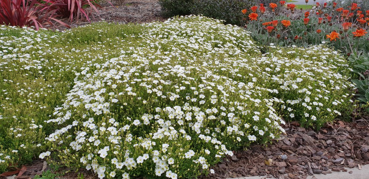 EnrichWith's tweet photo. Beautiful Arenaria Montana approaching full flower in my garden. #lookslikesnow #flowers #gardening #springflowers https://t.co/uyHrox075G