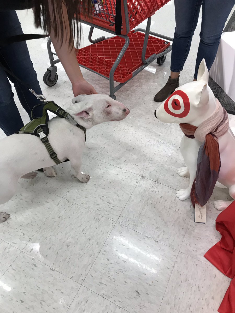 My favorite guest this weekend while doing our hiring event was Chuko, a 5 month old 🎯 dog!!!